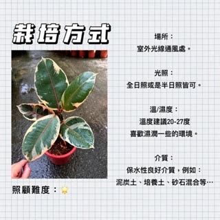 斑葉橡膠樹繁殖